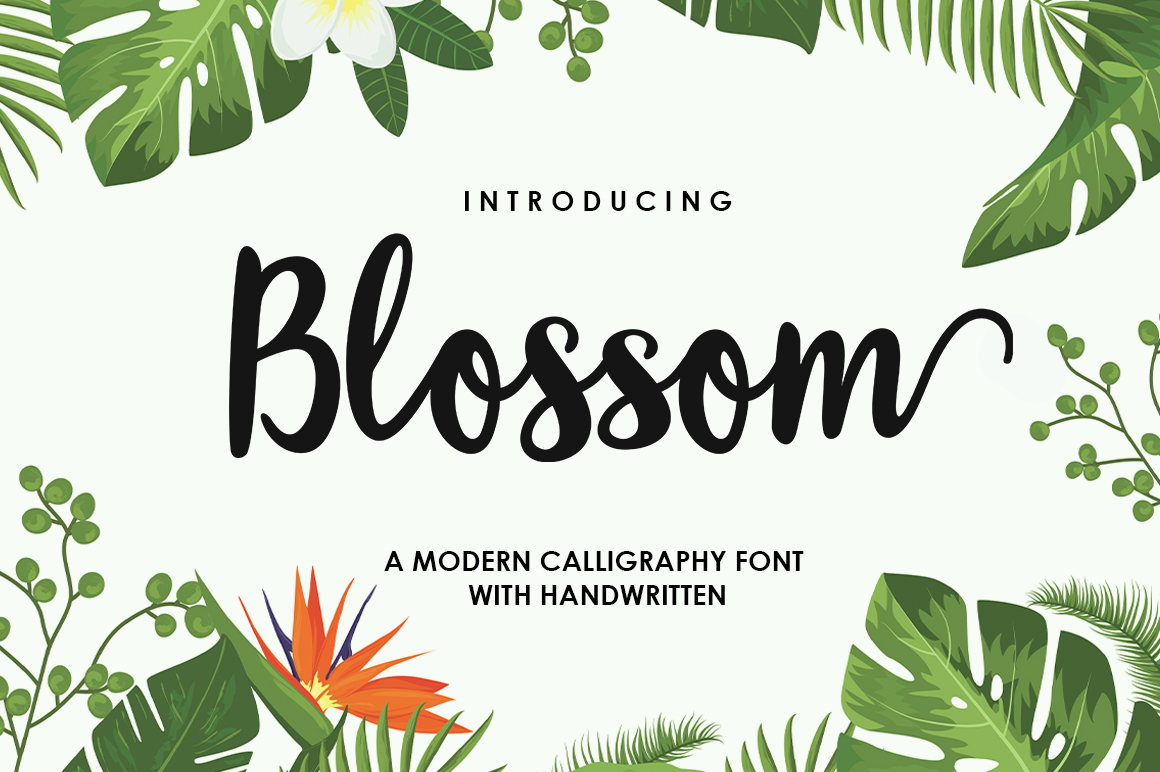 Blossom Script Font: A Refined Editorial Typeface